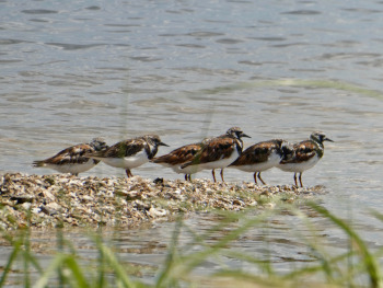 Wildlife in the Keys