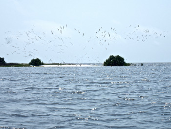 Black Skimmers