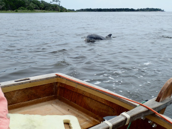 A dolphin investigating Clam Girl