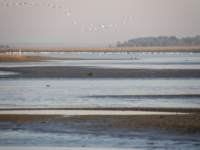 Shell Mound, low tide