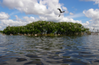 Pelicans in the mangroves