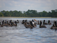 Pelicans